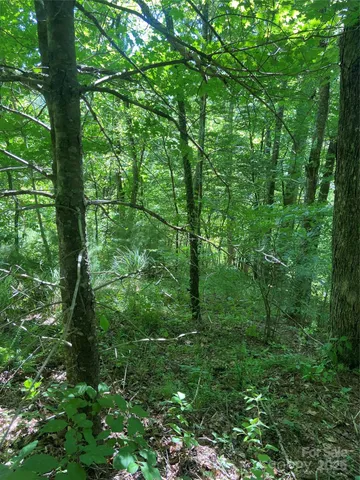 a view of a lush green forest