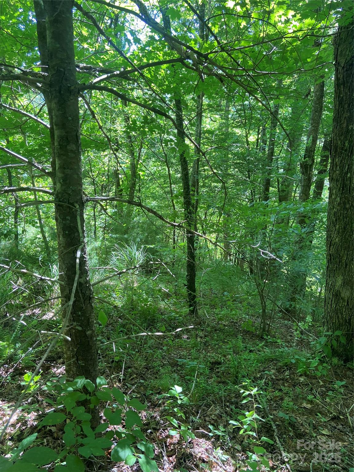 Tbd Grapevine Road Marshall, NC 28753 - Photo 11 of 27 a view of a lush green forest