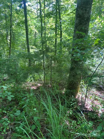 a view of a lush green forest