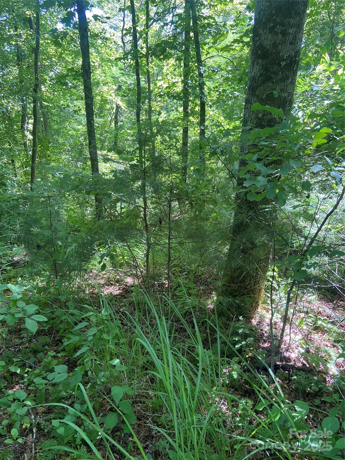 Tbd Grapevine Road Marshall, NC 28753 - Photo 13 of 27 a view of a lush green forest
