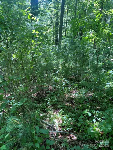 a view of a lush green forest