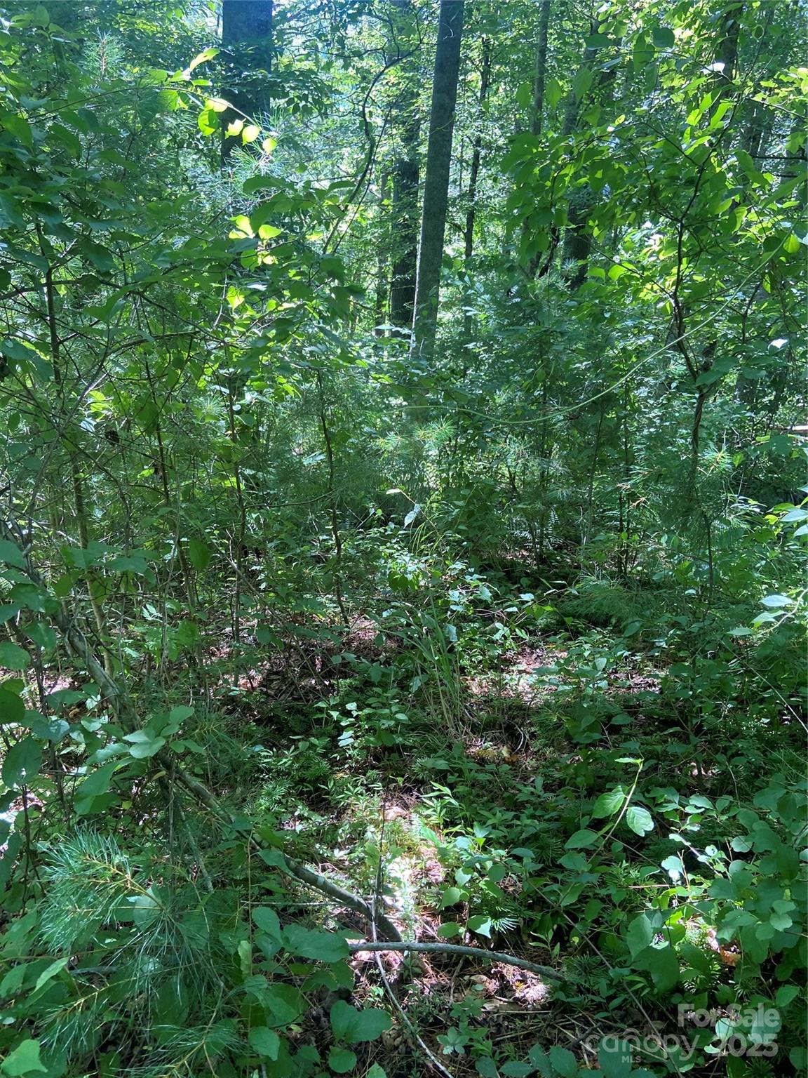 Tbd Grapevine Road Marshall, NC 28753 - Photo 14 of 27 a view of a lush green forest