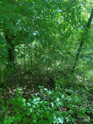 a view of a lush green forest