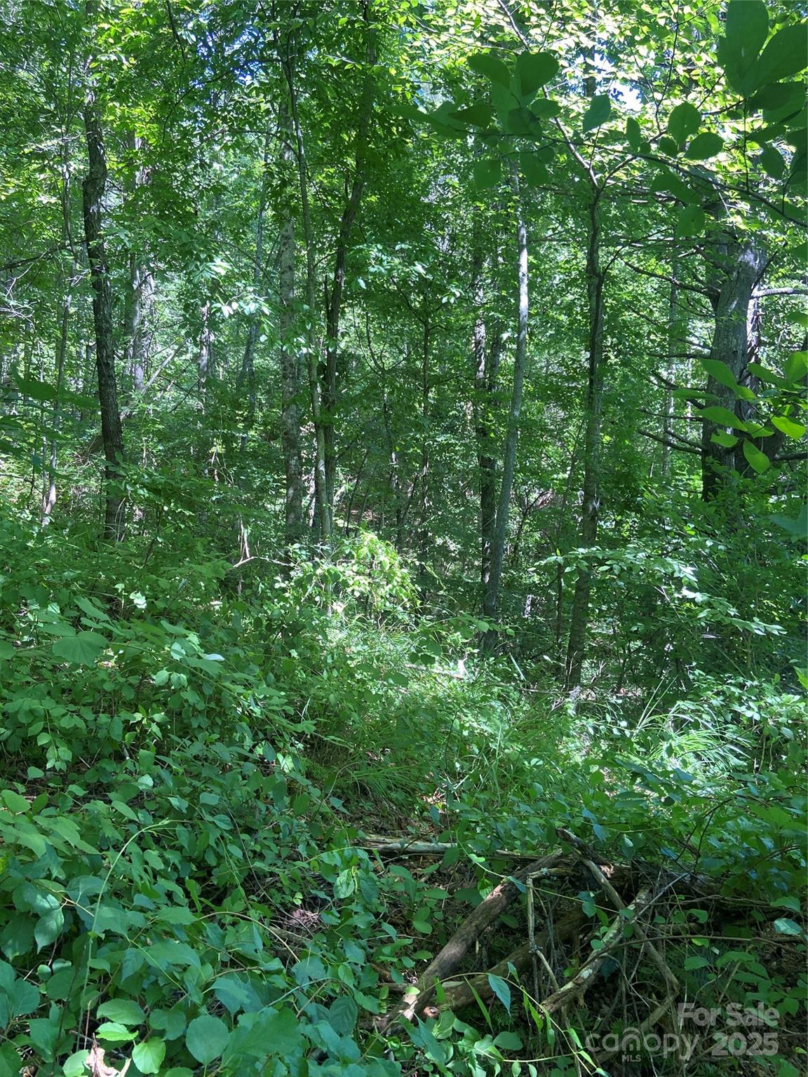 Tbd Grapevine Road Marshall, NC 28753 - Photo 16 of 27 a view of a lush green forest