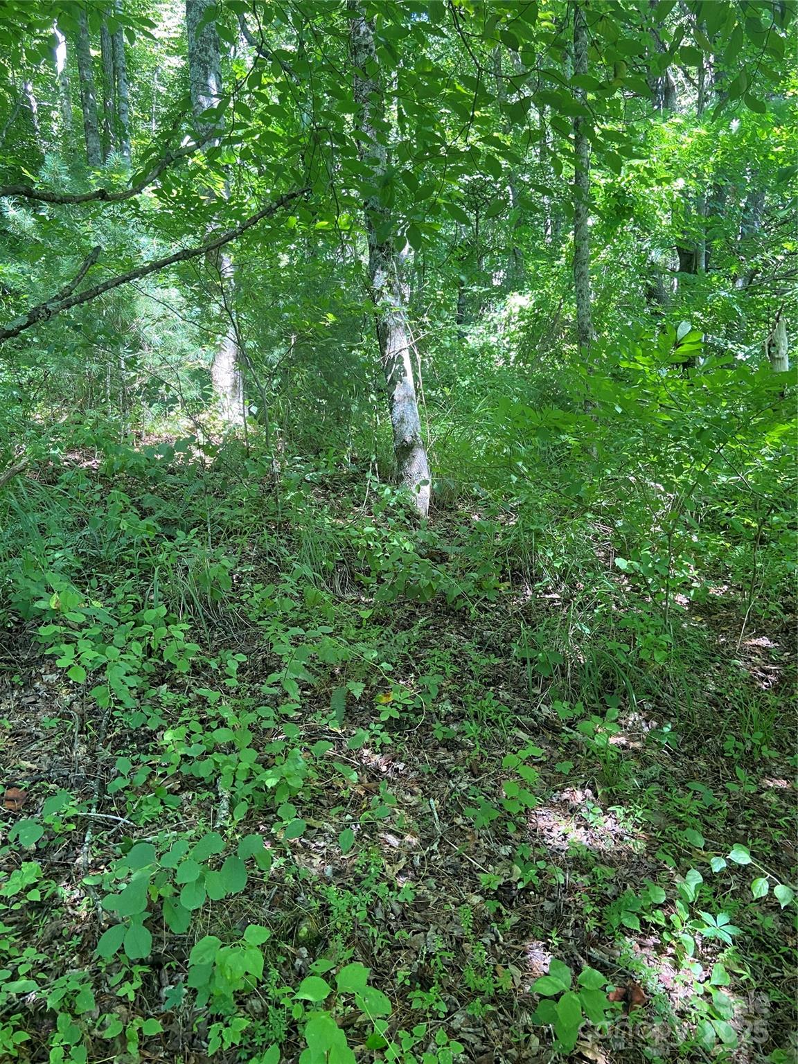 Tbd Grapevine Road Marshall, NC 28753 - Photo 17 of 27 a close up of a plant