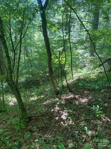 a forest view with lots of trees