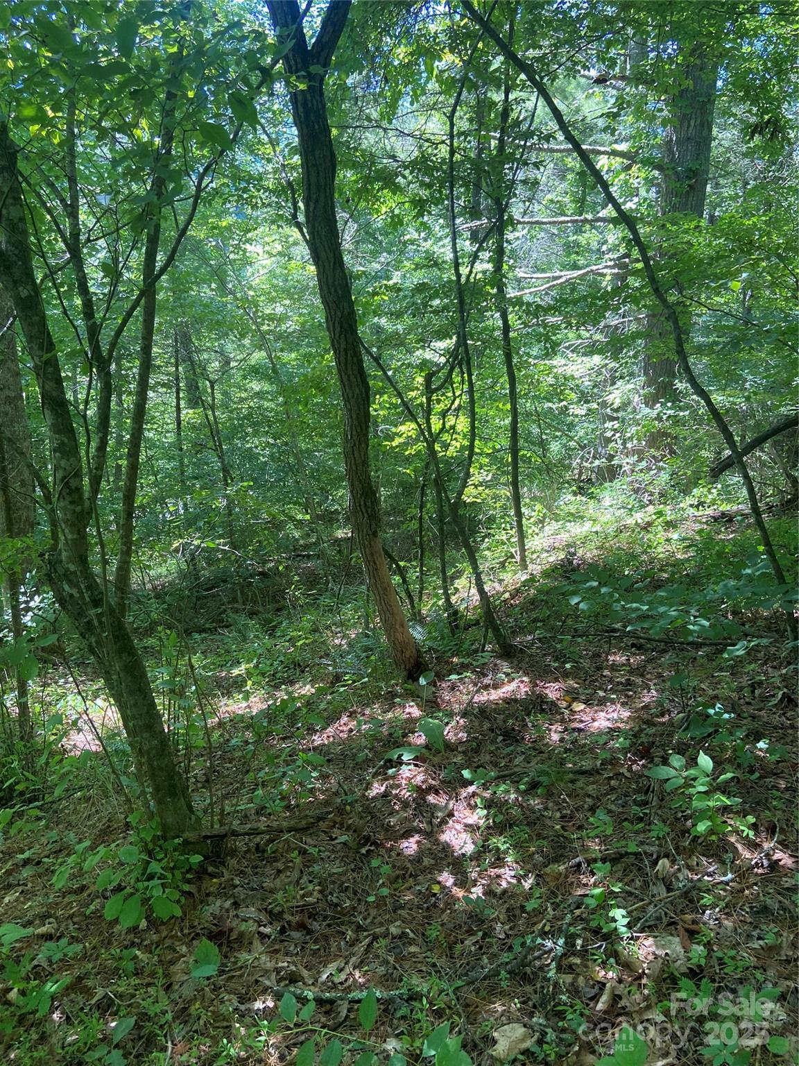 Tbd Grapevine Road Marshall, NC 28753 - Photo 18 of 27 a forest view with lots of trees