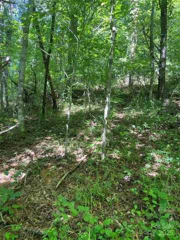 a view of a lush green forest