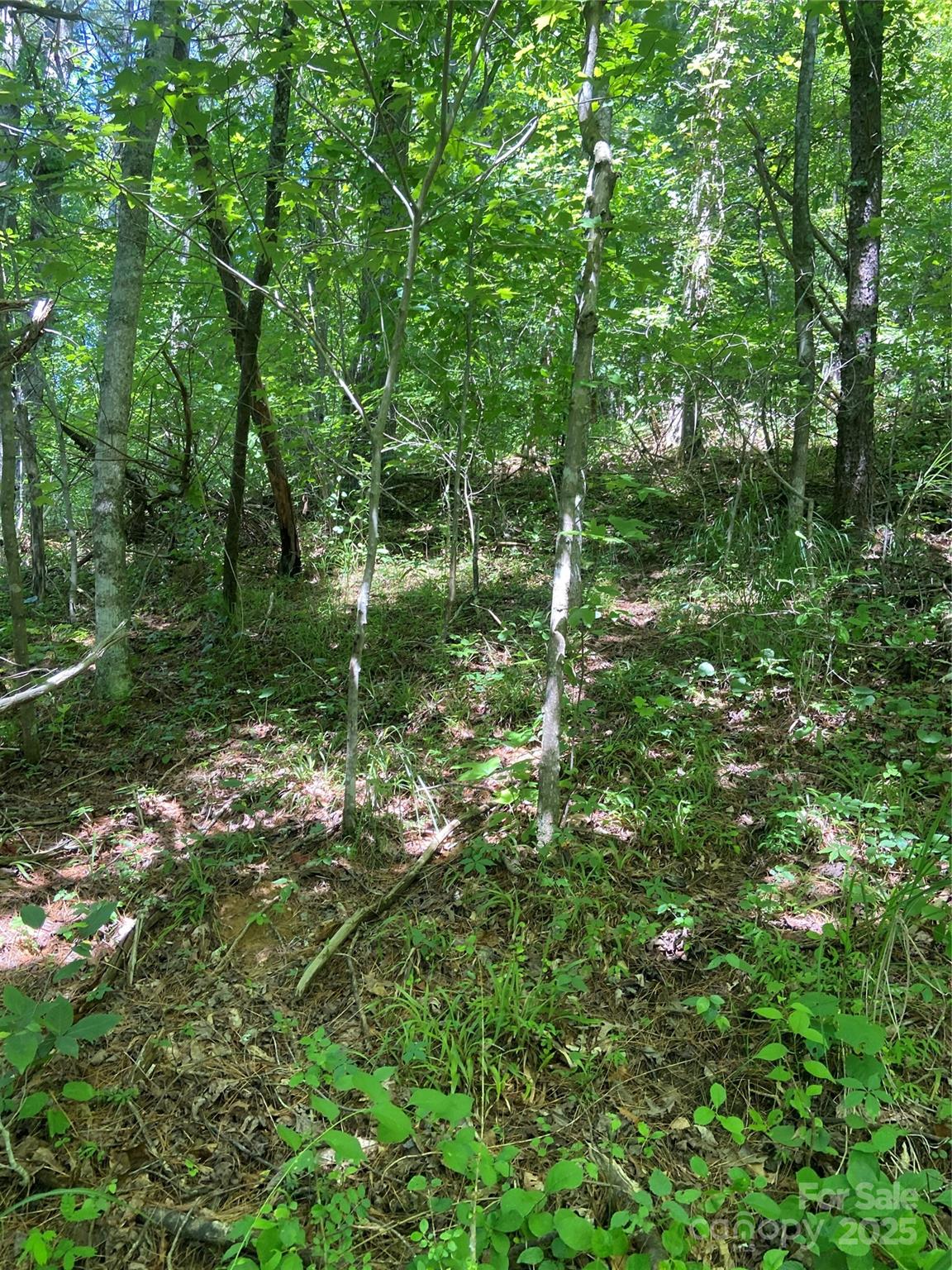 Tbd Grapevine Road Marshall, NC 28753 - Photo 19 of 27 a view of a lush green forest