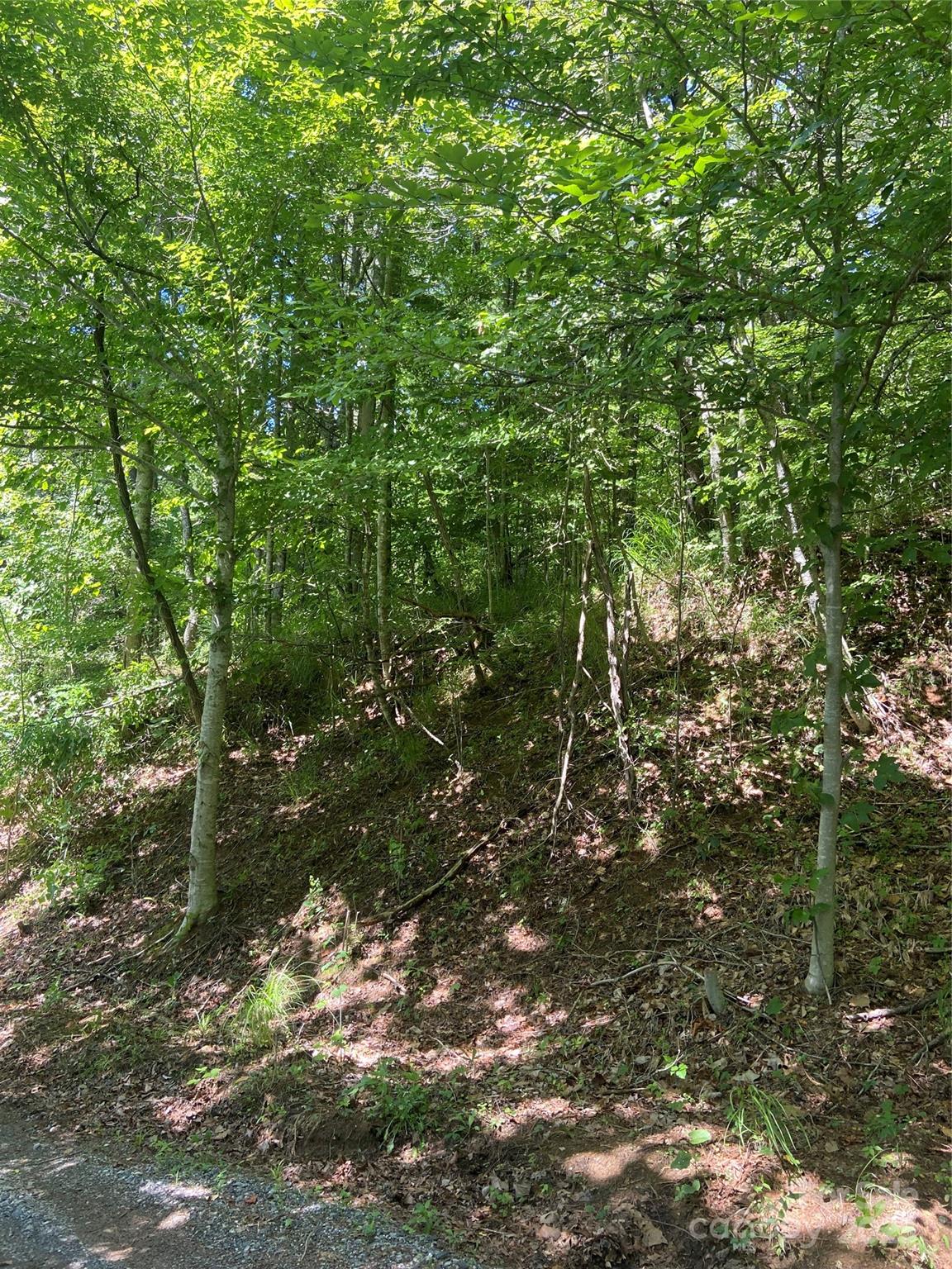 Tbd Grapevine Road Marshall, NC 28753 - Photo 20 of 27 a view of a tree