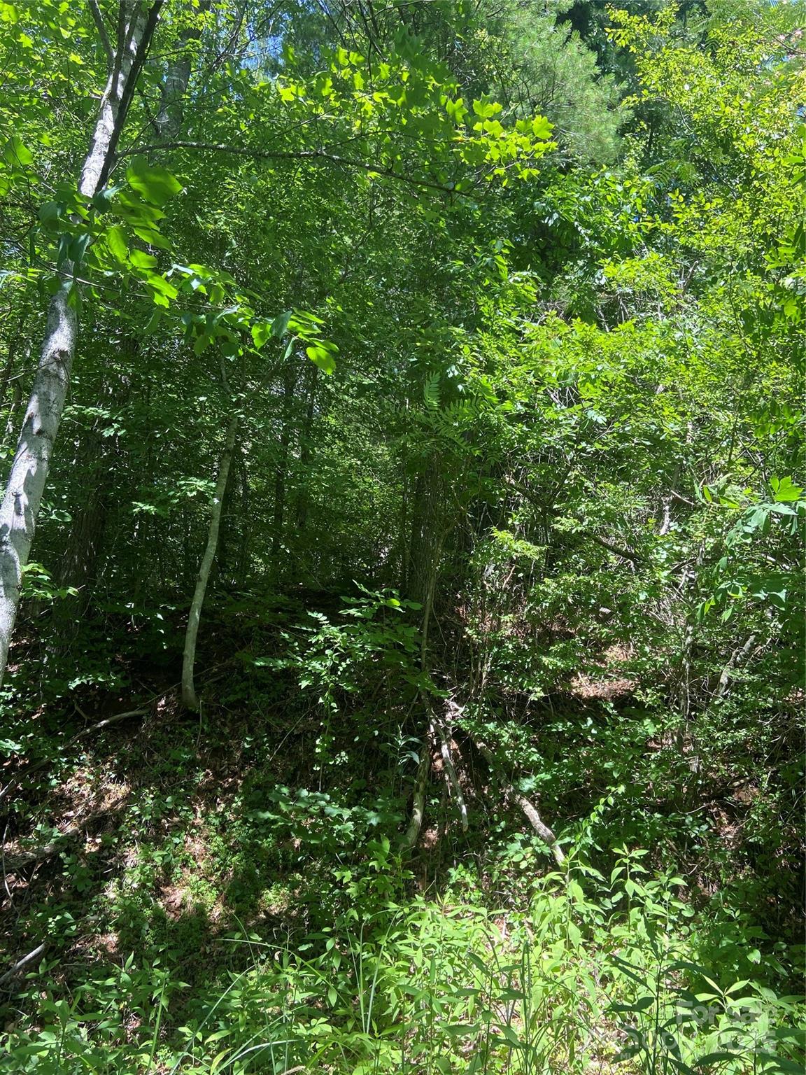 Tbd Grapevine Road Marshall, NC 28753 - Photo 21 of 27 a view of a lush green forest