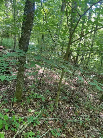 a view of a lush green forest