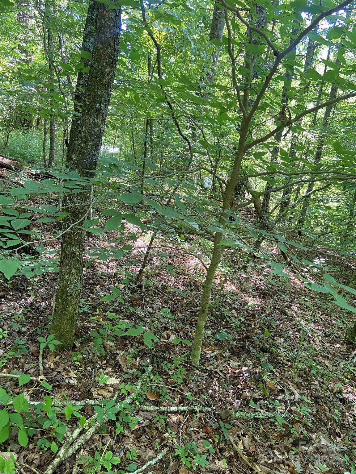 Tbd Grapevine Road Marshall, NC 28753 - Photo 23 of 27 a view of a lush green forest