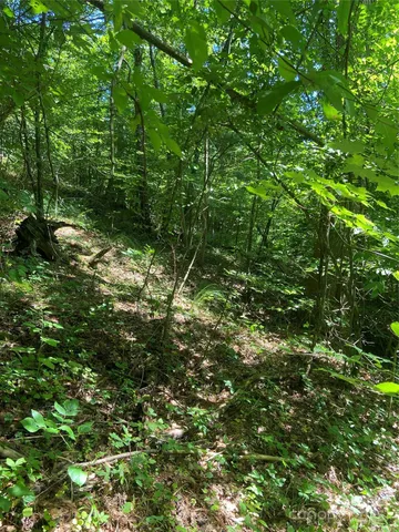 a view of a lush green forest