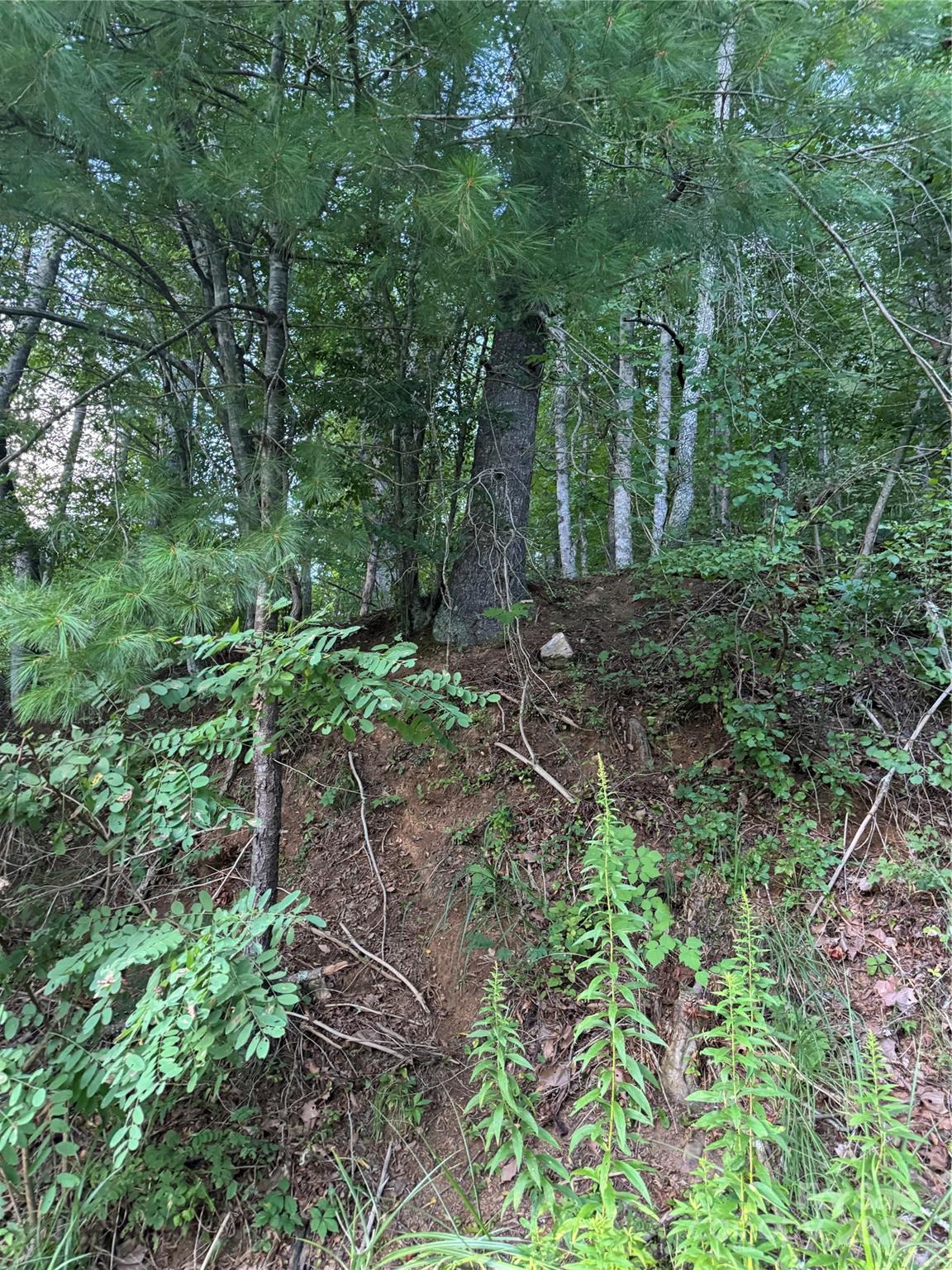 Tbd Grapevine Road Marshall, NC 28753 - Photo 4 of 27 a backyard of a house with lots of green space