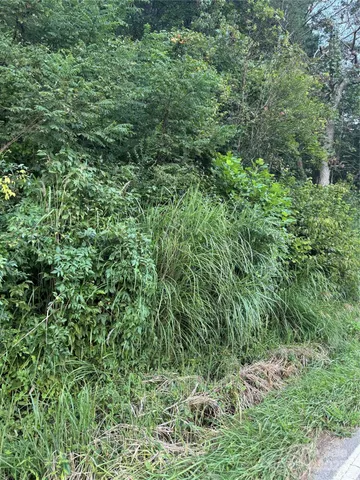 a view of a lush green forest
