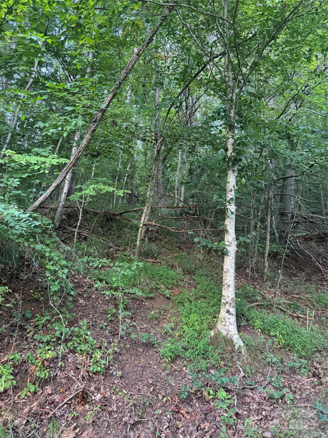 Tbd Grapevine Road Marshall, NC 28753 - Photo 7 of 27 a backyard of a house with lots of green space