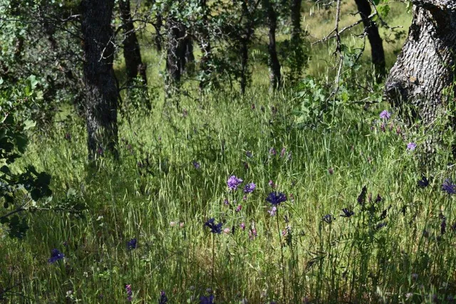 a view of a plant in a garden