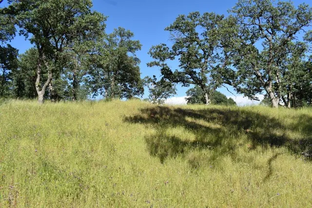 a view of yard from window