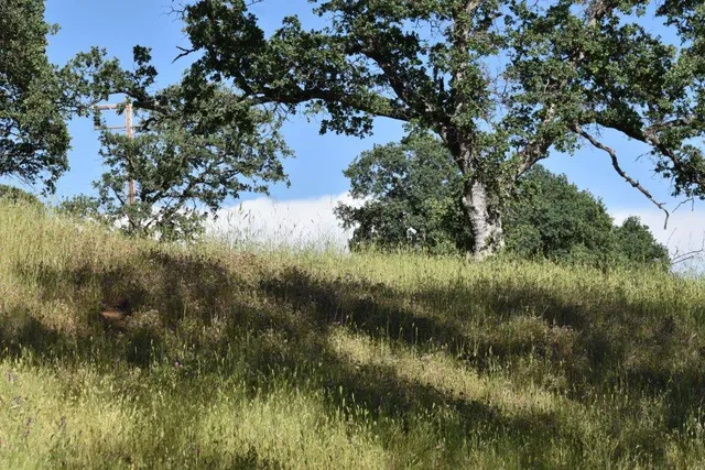 a view of a lush green forest