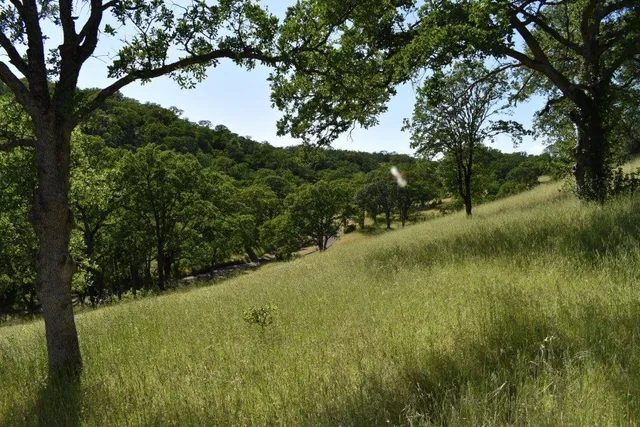 a view of a lush green forest with lots of trees