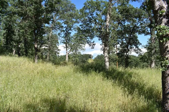 a view of a lush green space near a lake