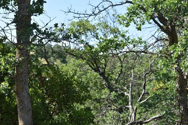 a view of a tree with a tree