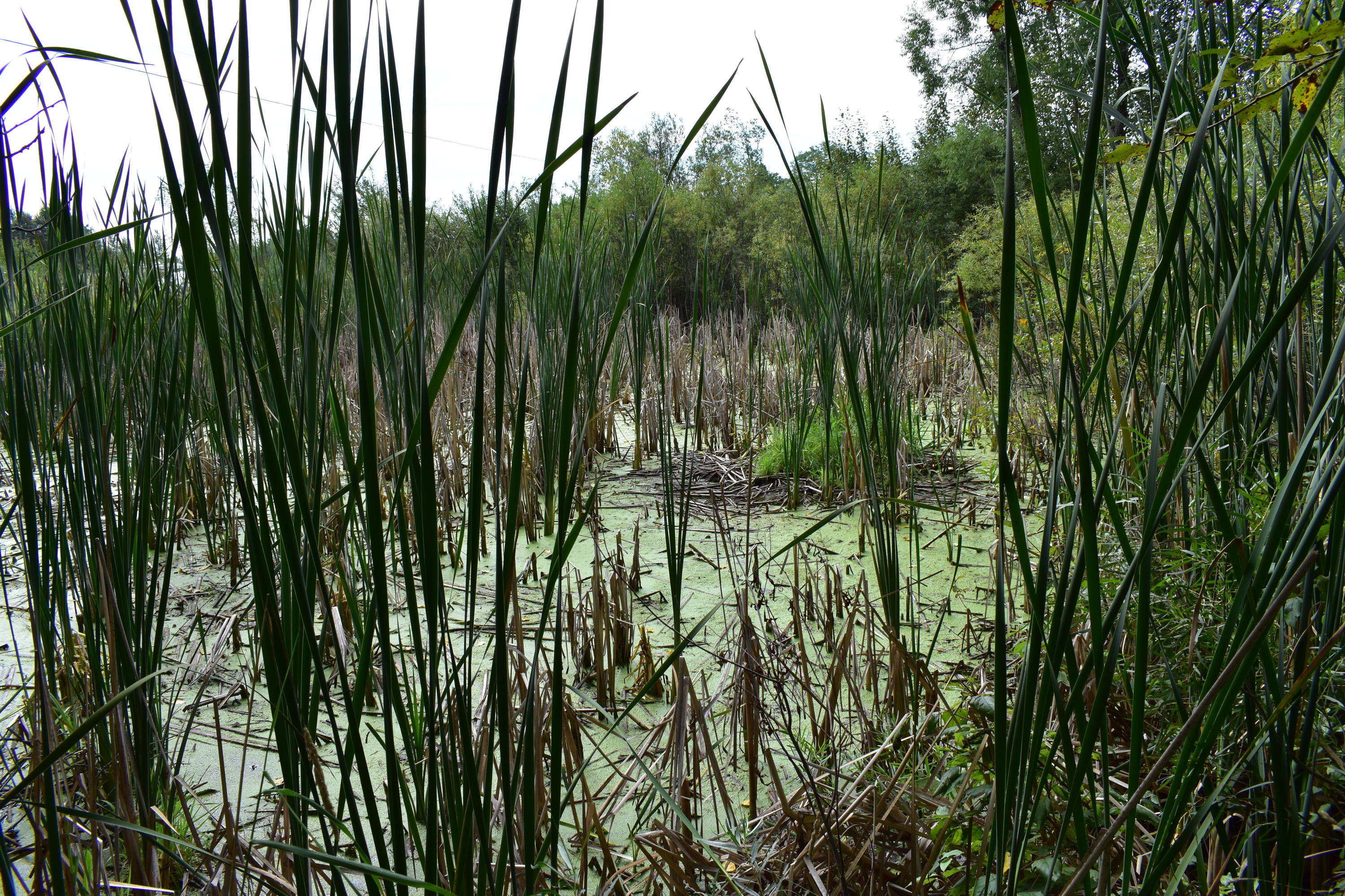 10130 Mouch Road Atlanta, MI 49709 - Photo 8 of 27 Gallery Image 8