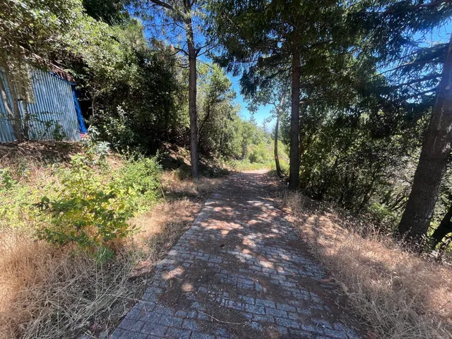 a view of a yard with plants and trees