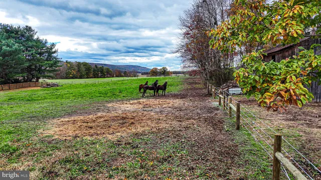 a view of a park with large trees