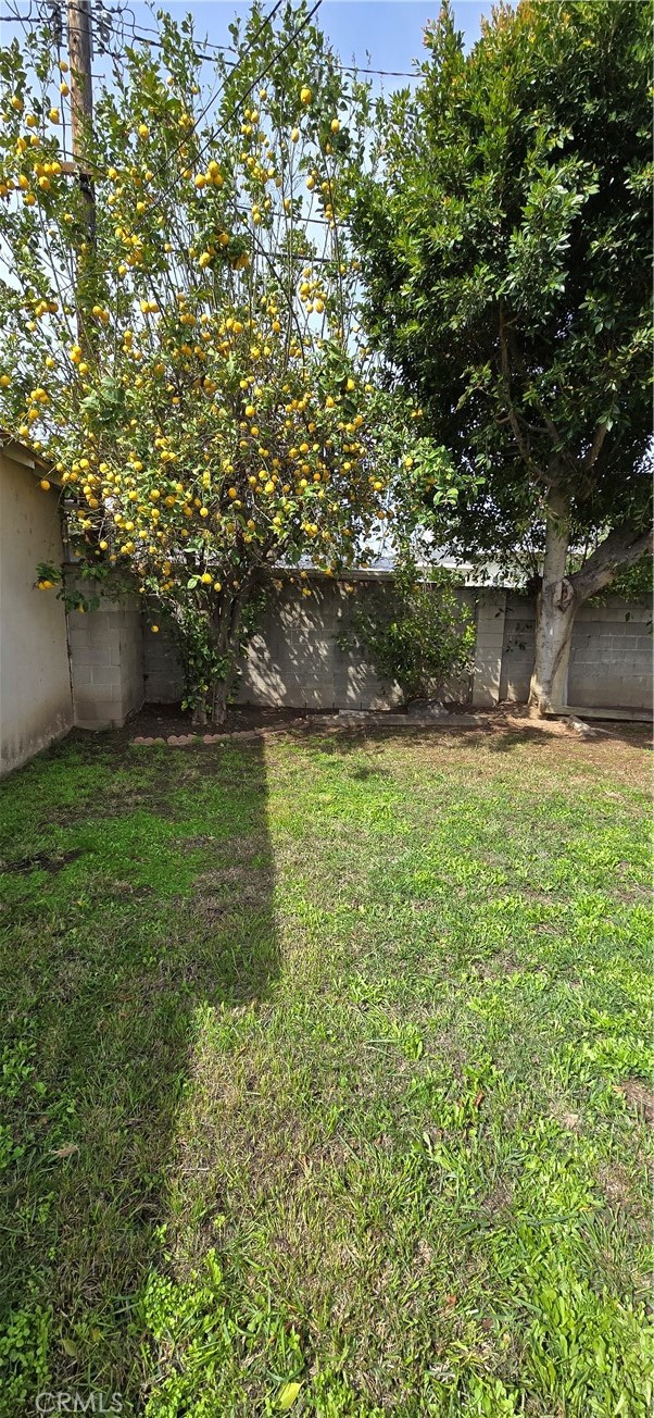 6455 Amigo Avenue Reseda, CA 91335 - Photo 18 of 18 Lemon Tree