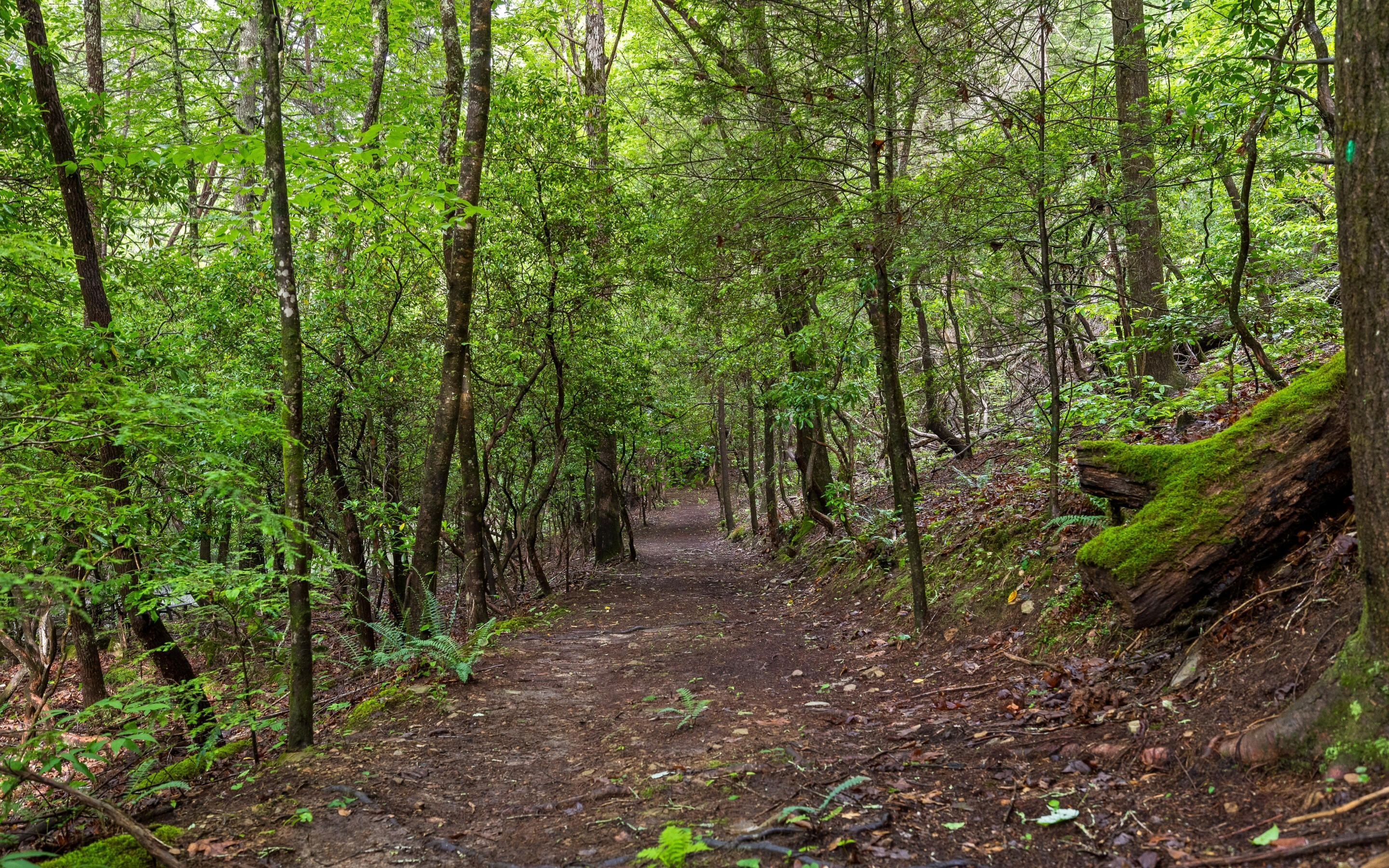 266 Beaten Path Signal Mountain, TN 37377 - Photo 64 of 76 64