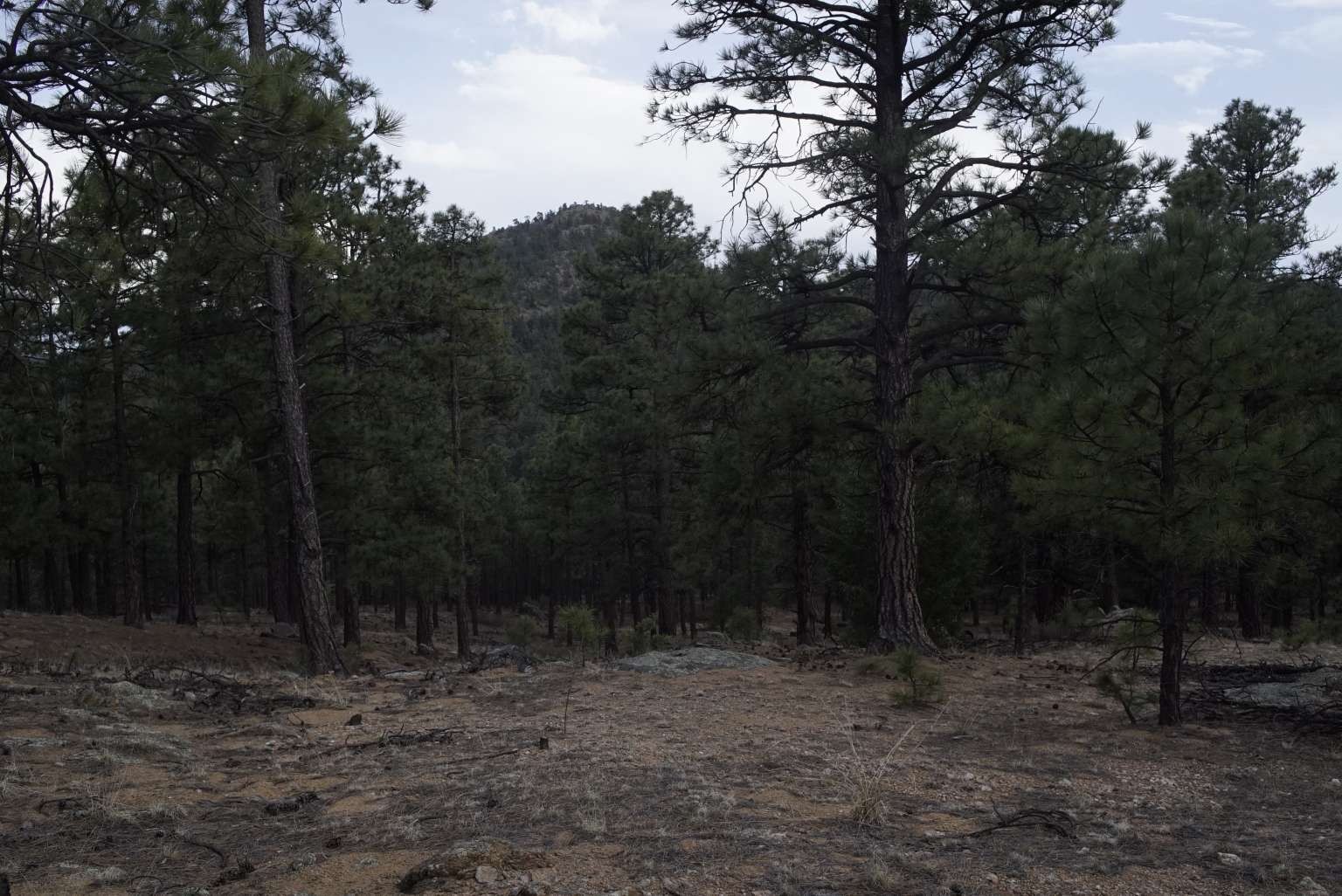0 A015 County Road Mora, NM 87732 - Photo 28 of 40