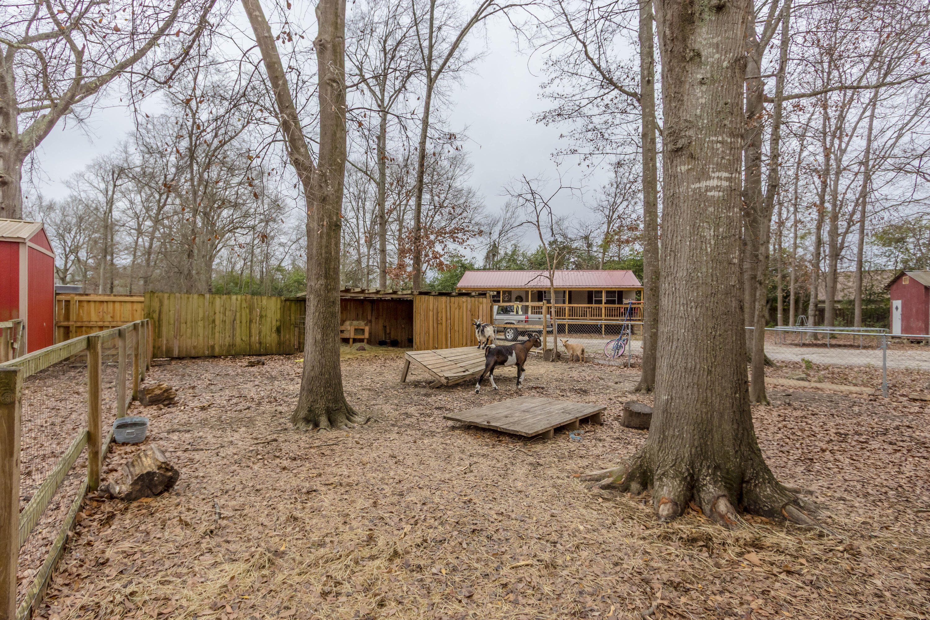 592 Lamkin Road Harlem, GA 30814 - Photo 35 of 40 Goat Pen
