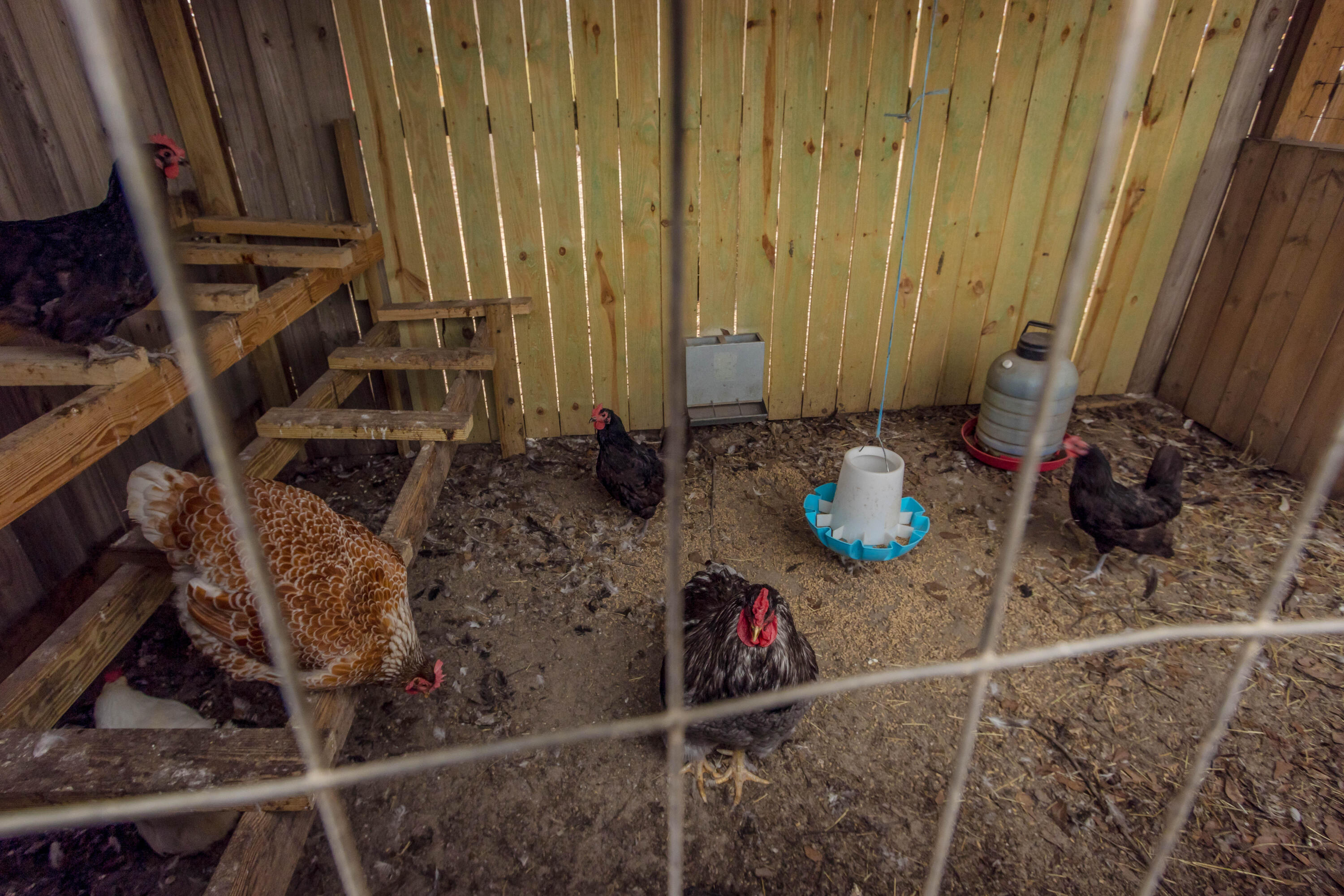 592 Lamkin Road Harlem, GA 30814 - Photo 38 of 40 Chicken Coop