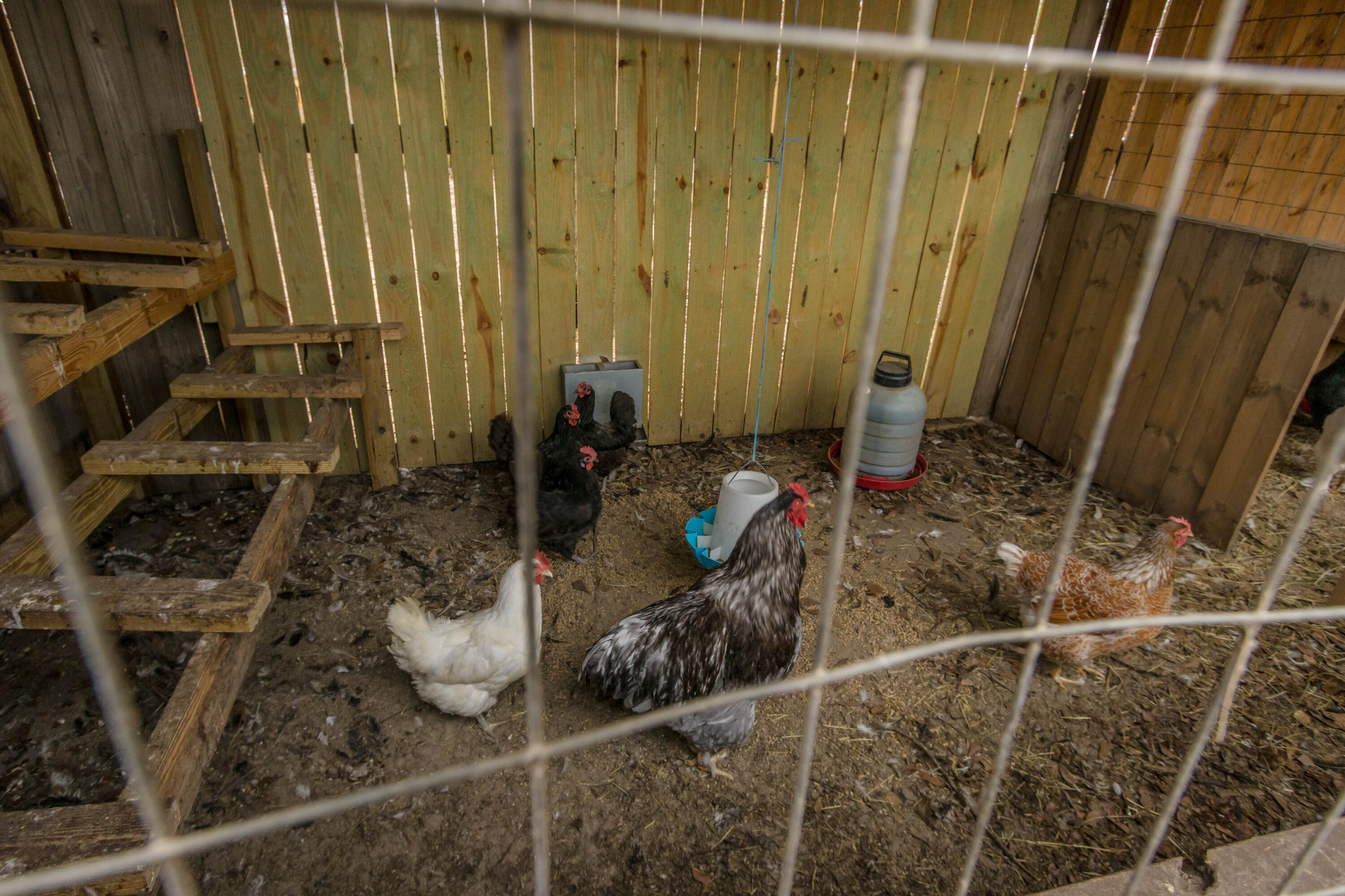 592 Lamkin Road Harlem, GA 30814 - Photo 39 of 40 Chicken Coop