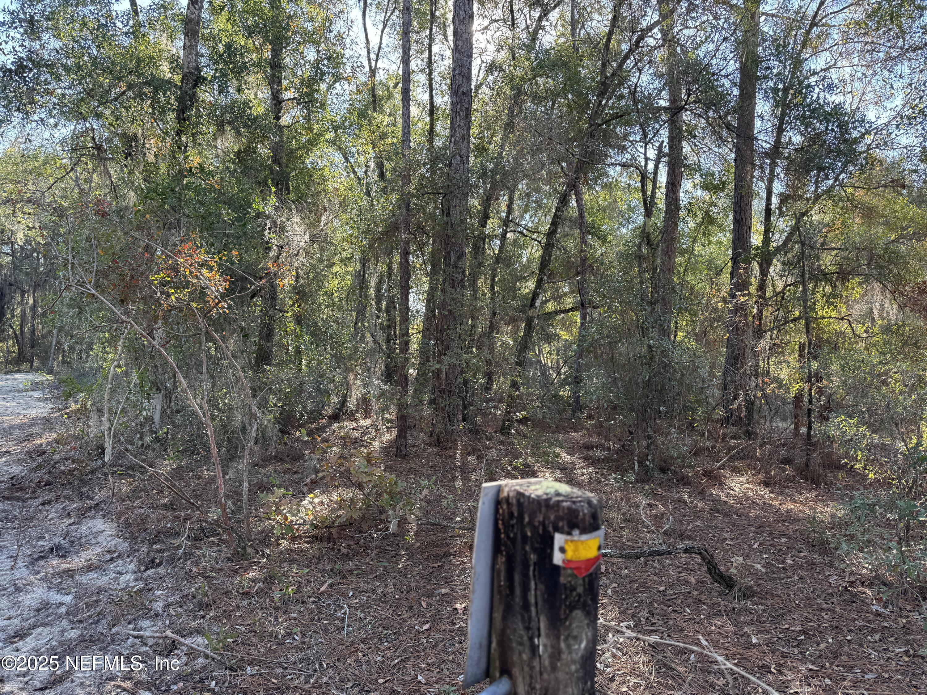 105 Race Street Hawthorne, FL 32640 - Photo 3 of 7 a flag is sitting in the middle of forest