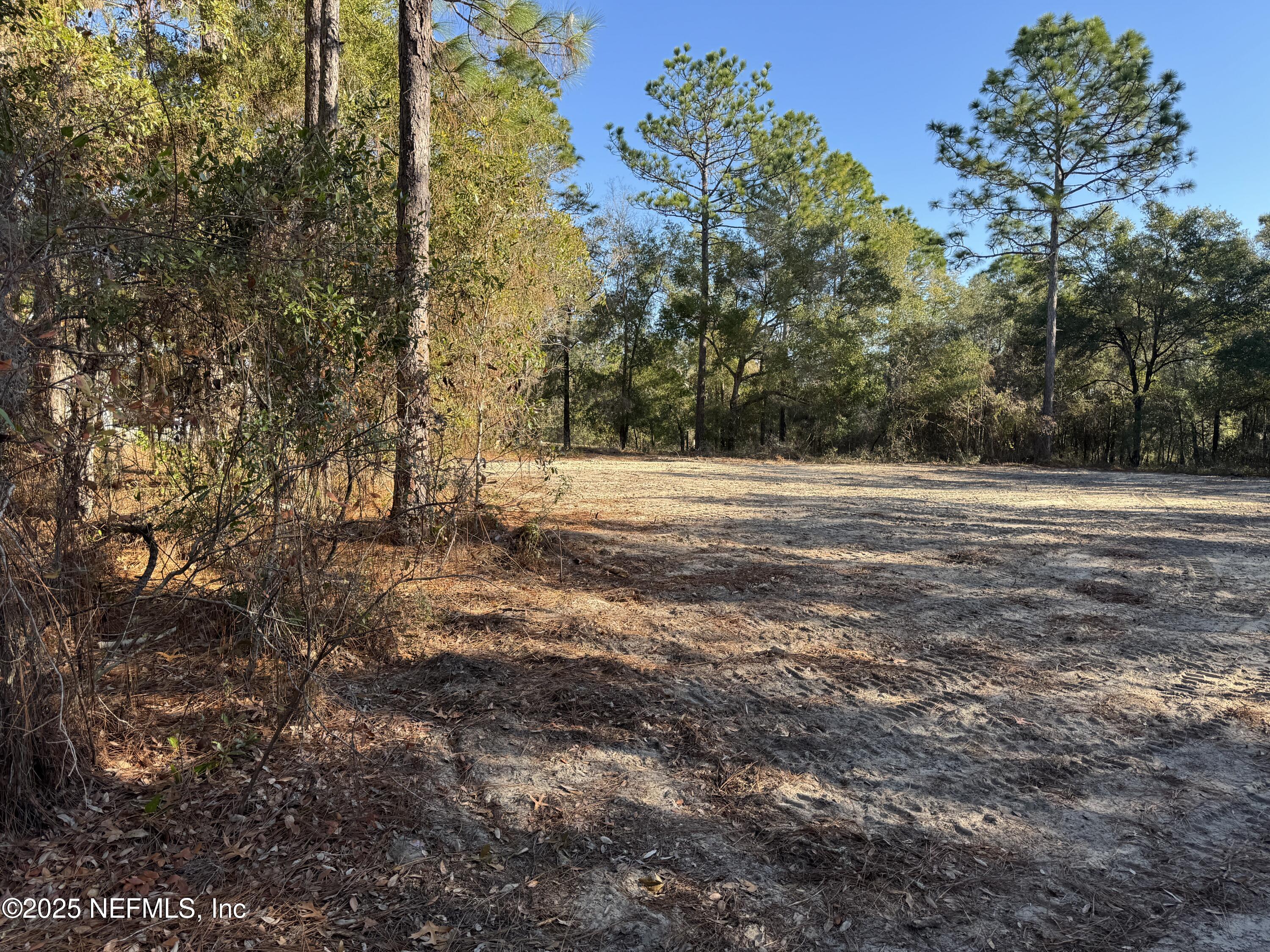 105 Race Street Hawthorne, FL 32640 - Photo 4 of 7 a view of a yard with large trees