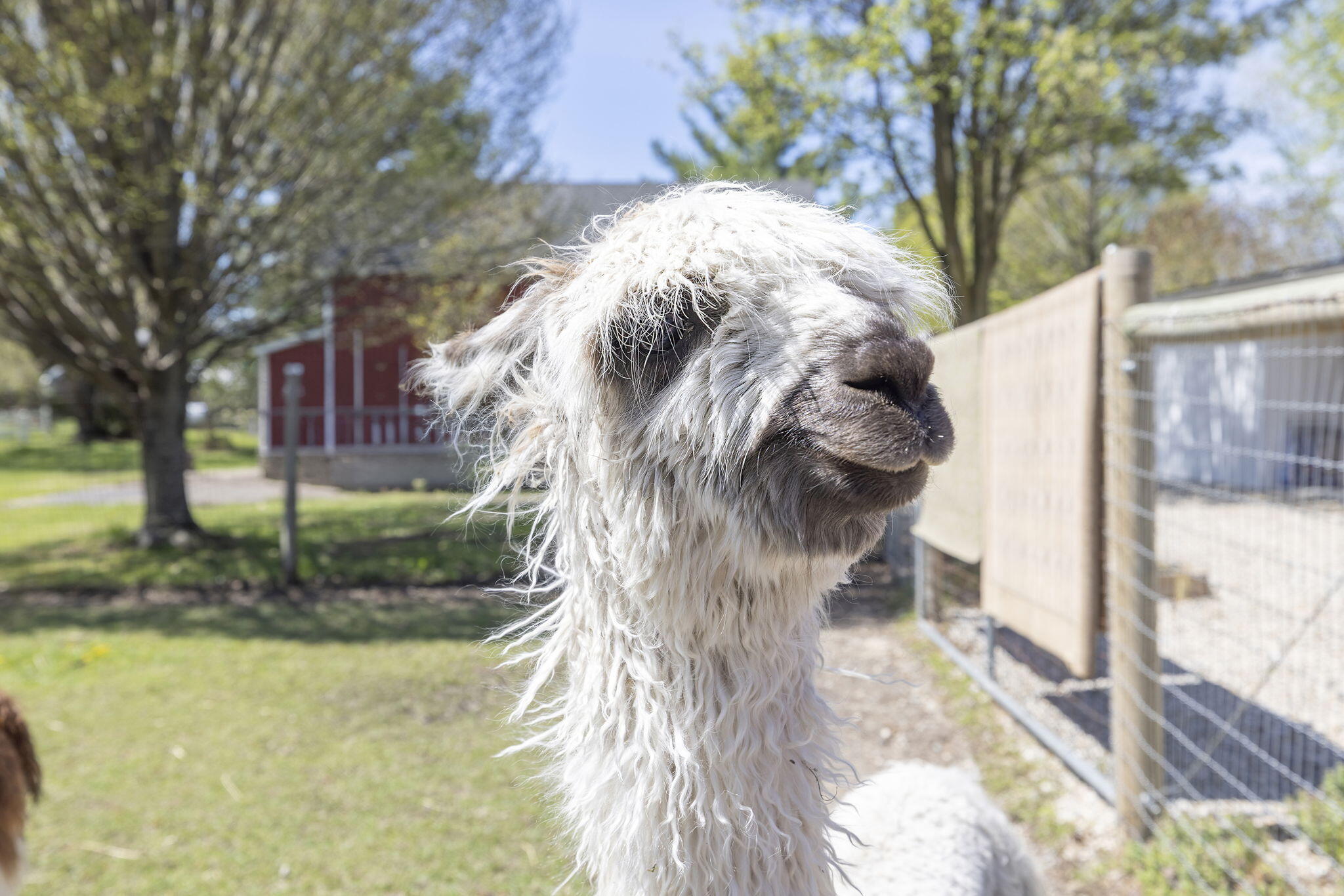 11971 South Hildebrandt Road Sawyer, MI 49125 - Photo 15 of 49 Llama face