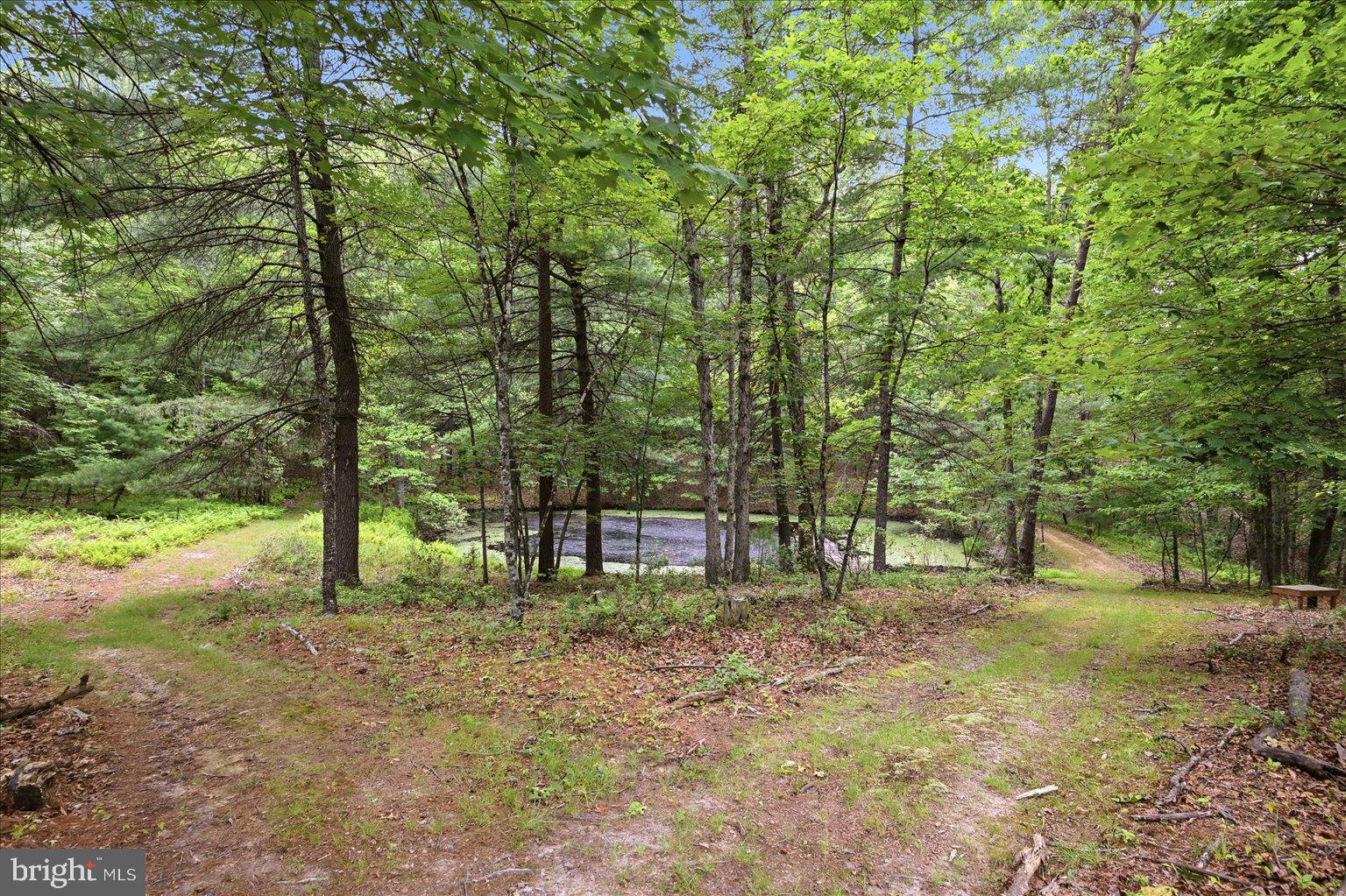 14636 Turner Road Fulks Run, VA 22830 - Photo 67 of 87 Serene woodland paths meet tranquility.