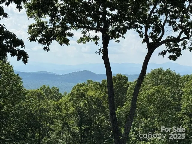 a view of a tree with a tree