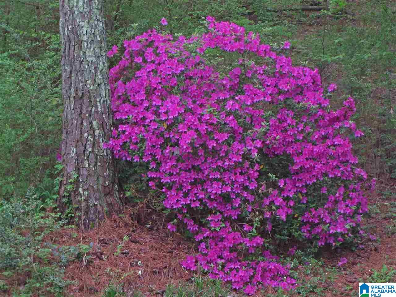 5709 Belle Ridge Trail Birmingham, AL 35210 - Photo 6 of 6