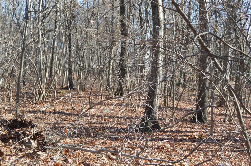 Arvida Road Wolcott, CT 06705 - Photo 7 of 7 a view of tree