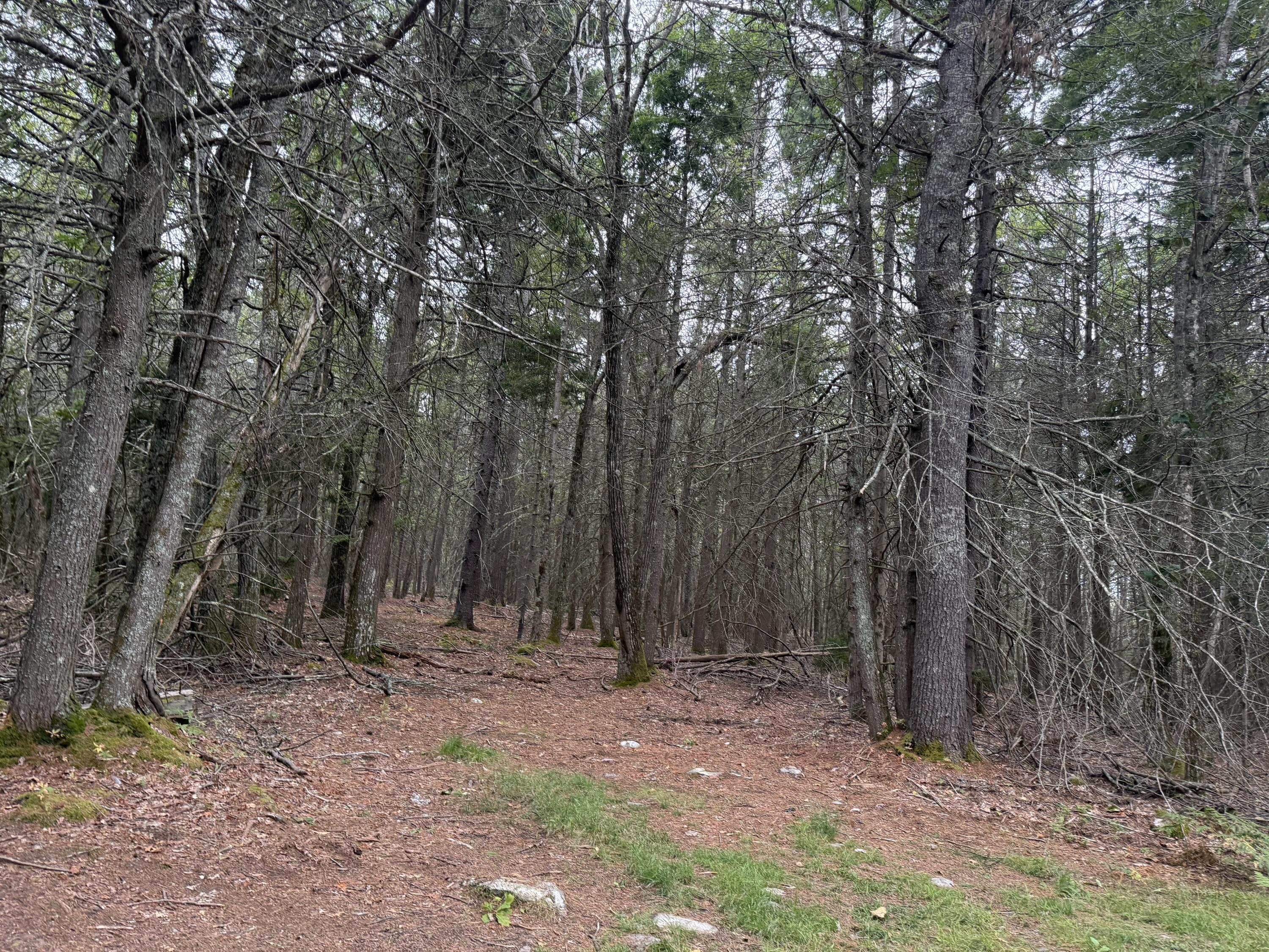 4-06 Main Road Phippsburg, ME 04562 - Photo 4 of 4 Lot 00 Main Road Phippsburg 5