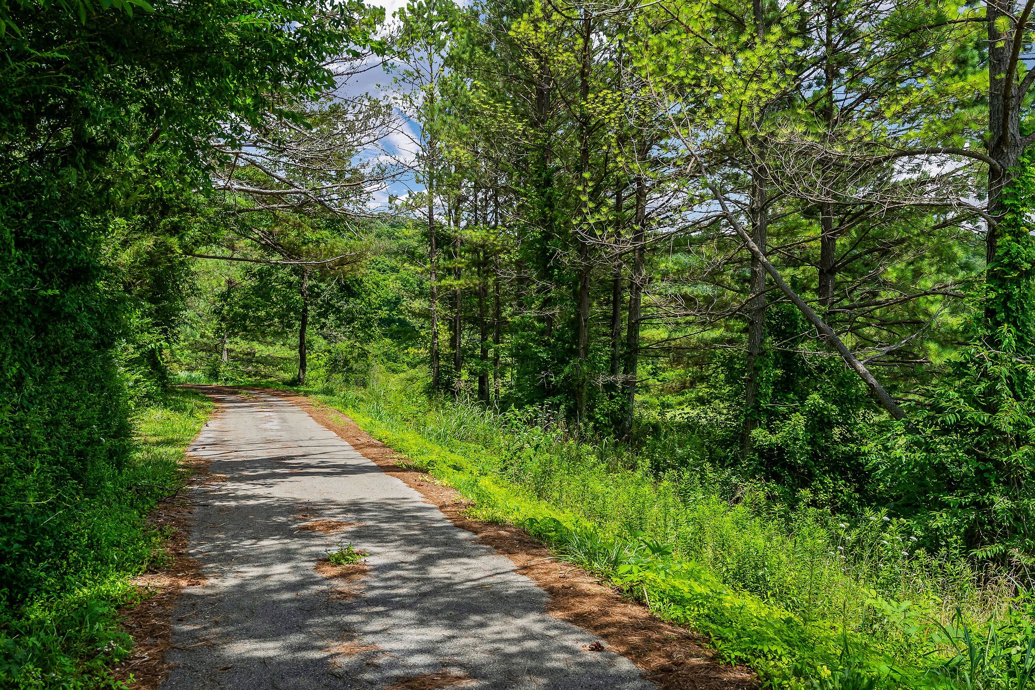 0 Clay Holman Road Sparta, TN 38583 - Photo 15 of 16 a view of a pathway of a park