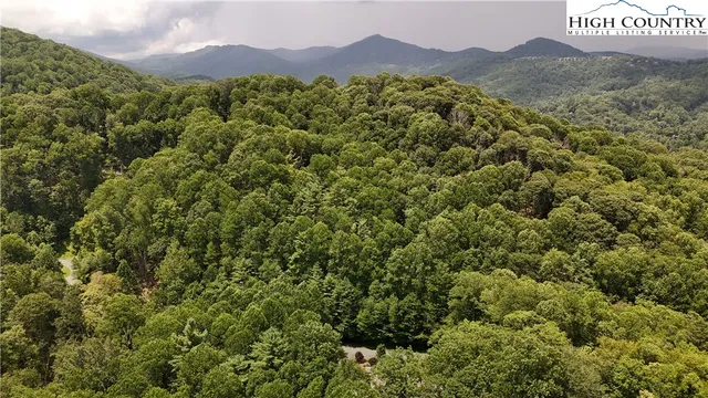 a view of a forest with a street