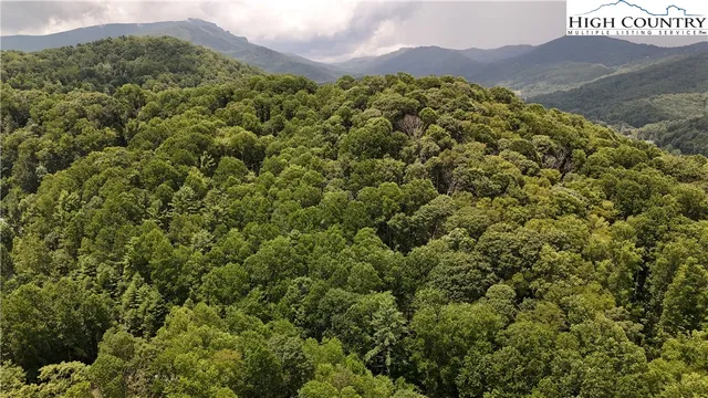 a view of a forest with a mountain