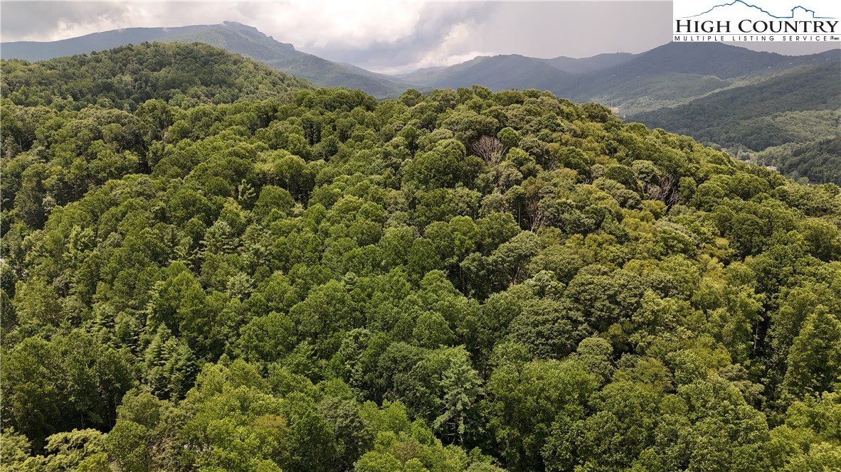 Lot 20 Twin Rivers Drive Boone, NC 28607 - Photo 3 of 6 a view of a forest with a mountain