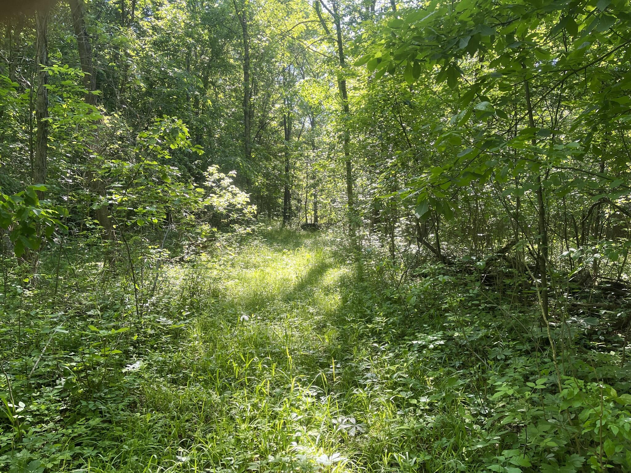 Houston Road Eaton Rapids, MI 48827 - Photo 10 of 24 IMG_5479