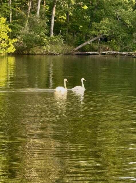 East River Road Buchanan, MI 49107 - Photo 37 of 52 Nature & Wildlife